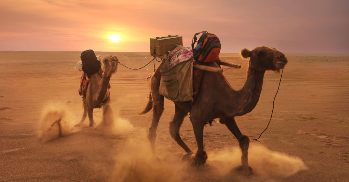 ركوب الجمل