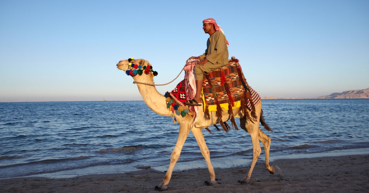 Camel Riding