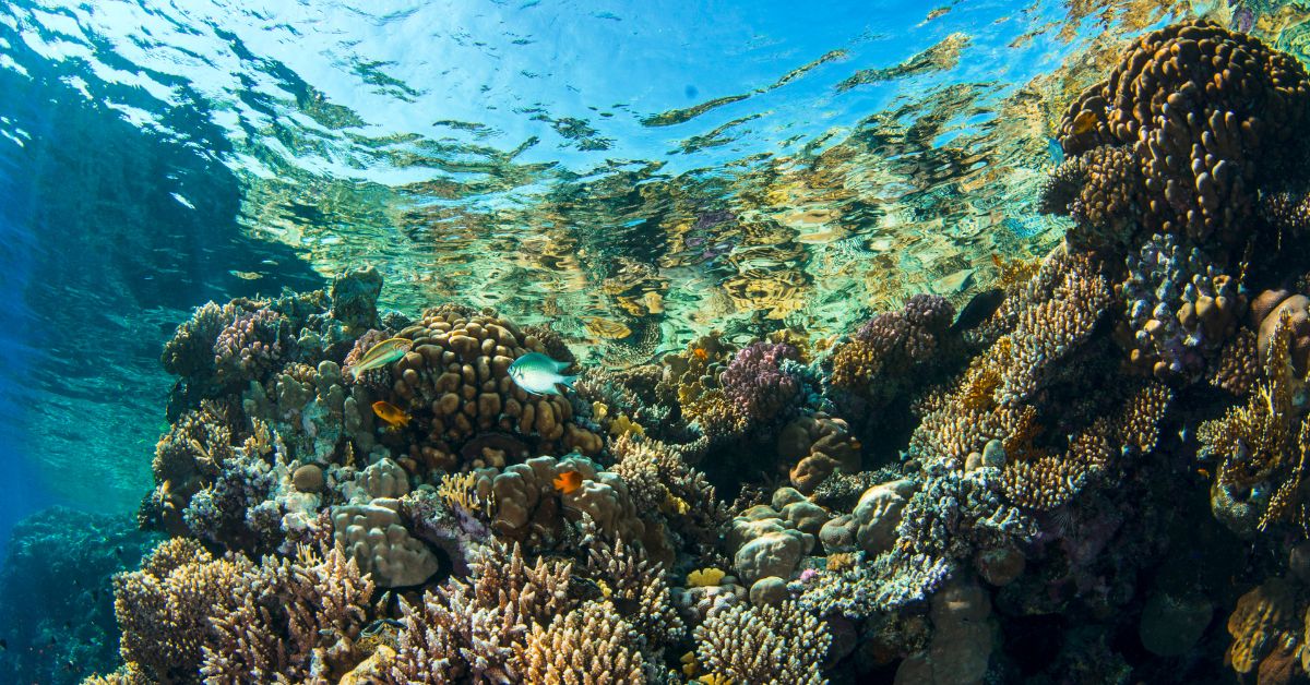 How Much There Is to See and Do in Sharm El Sheikh