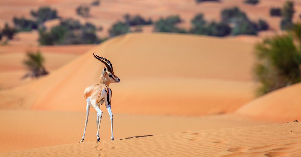 محمية وادي الجمال الوطنية