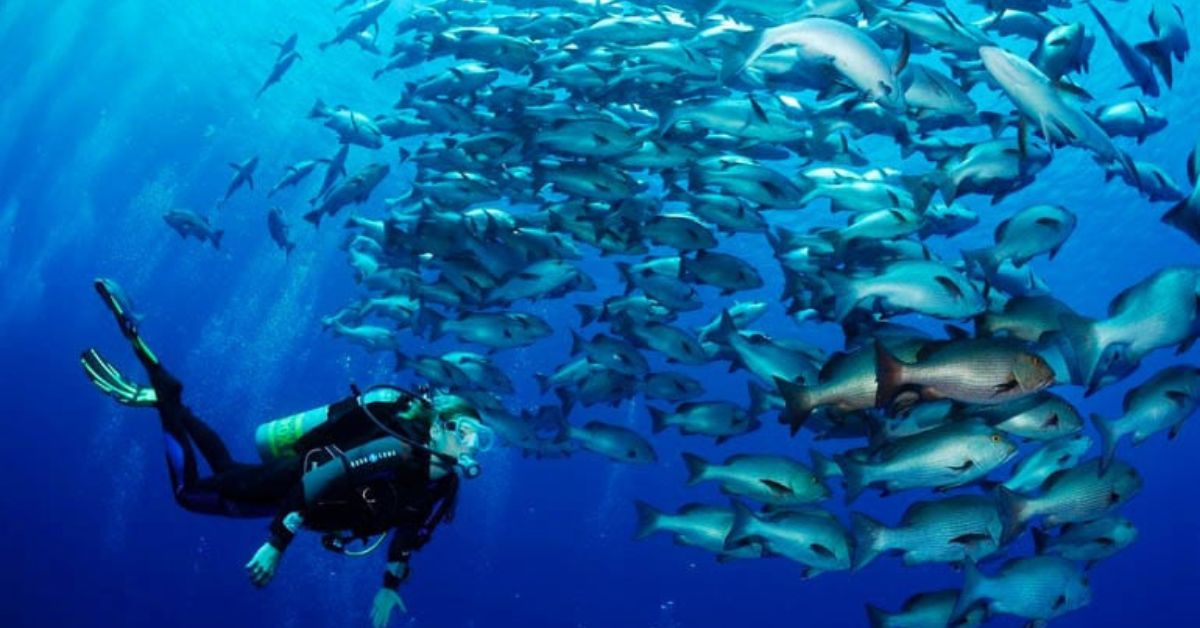What to Expect When Visiting Ras Mohammed National Park